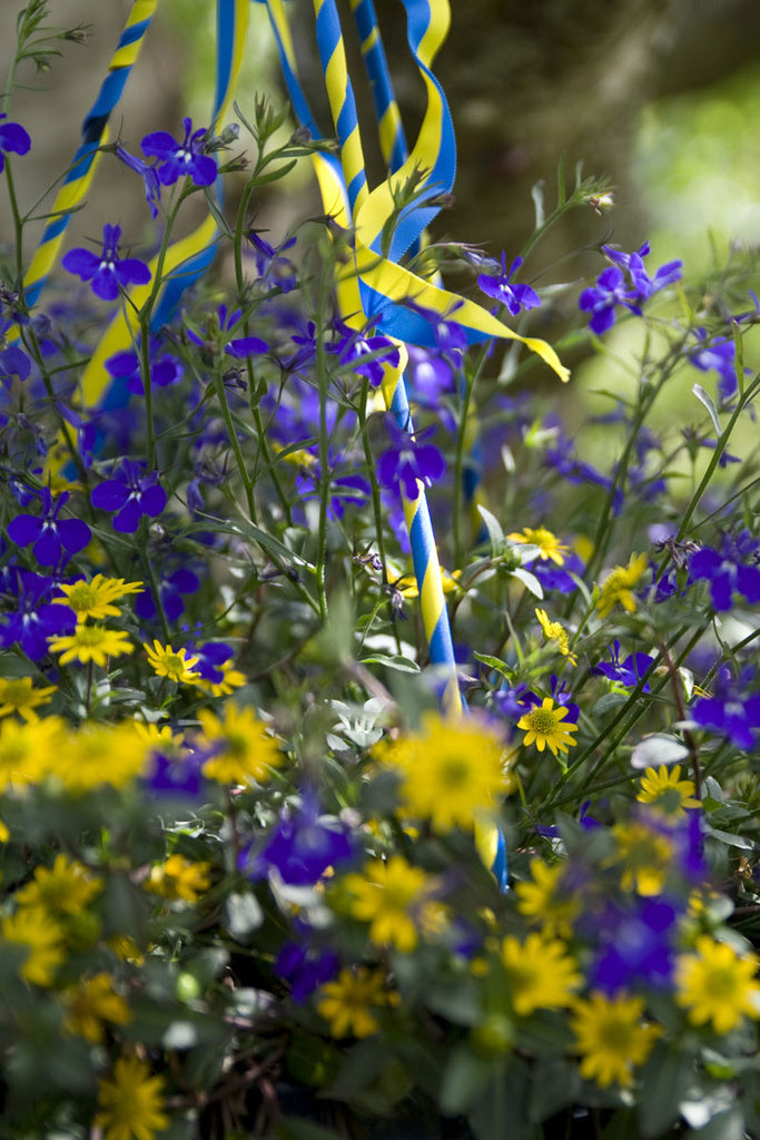 Sommarblommor i blått och gult: ampel med husarknappar (Sanvitalia procumbens) och lobelia (Lobelia erinus) inför Sveriges nationaldag 6 juni.