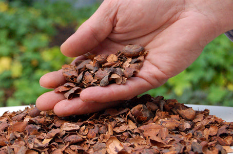 Hand som håller kakaoskal för marktäckning i trädgårdsrabatt - näringsrikt material med kakaosmör som bevarar fukt, motverkar ogräs och avskräcker mördarsniglar.
