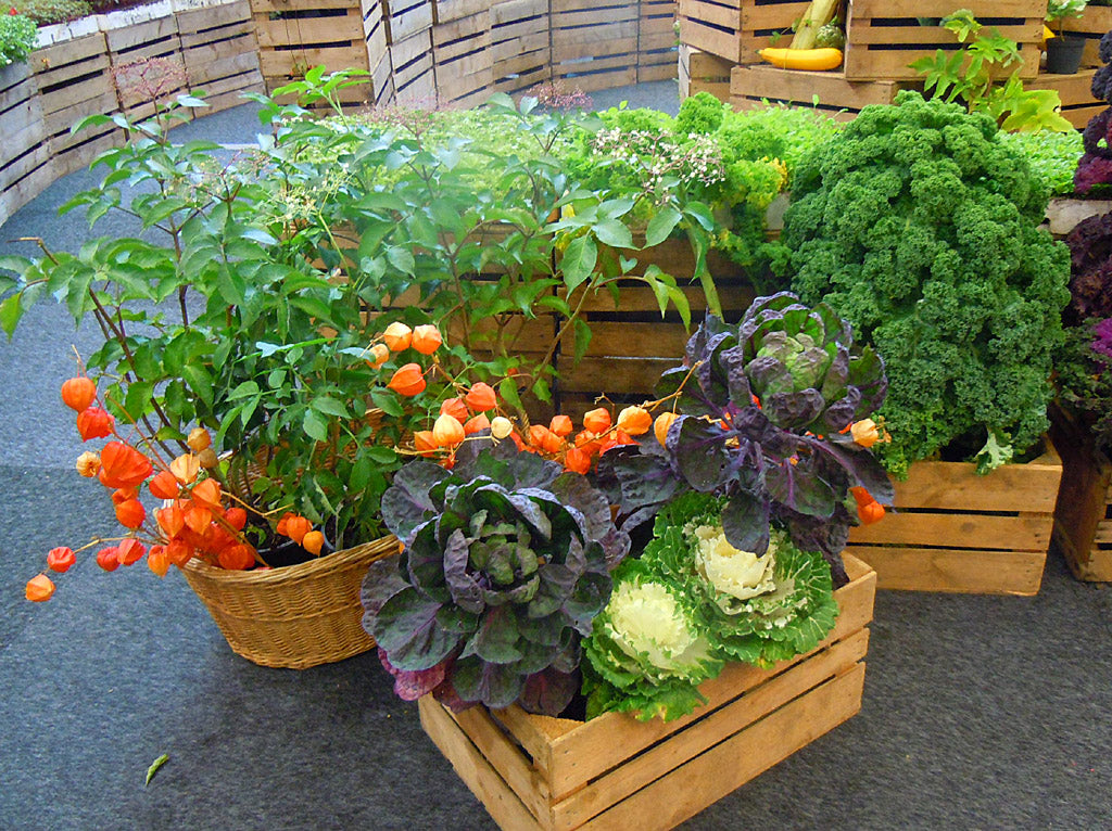 Kål och japanska lyktor i ett färgsprakande trädgårdsarrangemang på Mat & Trädgård under Bokmässan i Göteborg 2025 – Odla så in i Norden, nordisk odlingsglädje, trädgårdslitteratur och Årets trädgårdsbok.