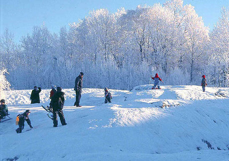 Vinterguide: trädgård och djurliv i februari – mata fåglar, skydda vintergröna buskar med fiberduk, driv kvistar och lökar, börja förkultivera frön.