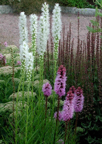 Rabatt i kallare färgskala med sensommar- och höstblommande perenner: rosenstav Liatris spicata 'Alba' (vit) och 'Kobold' (kallrosa) tillsammans med stäppsalvia Salvia nemorosa 'Caradonna' och kärleksört Sedum 'Carl' i en örabatt.