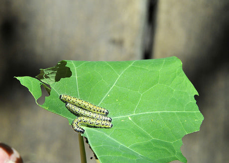 Large white butterfly (kålfjäril, Pieris brassicae) with lime-green cabbage worm kålmask (kalmask) on a cabbage leaf—major brassica pest in gardens; controlled with Bacillus thuringiensis (Turex)