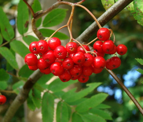 Höst i trädgården med rönnbär – plantera buskar och träd, vintergröna växter och vårblommande lökar; skötsel av rosor, perenner och gräsmatta; skörd, beskärning och höstfin balkong med prydnadsväxter.