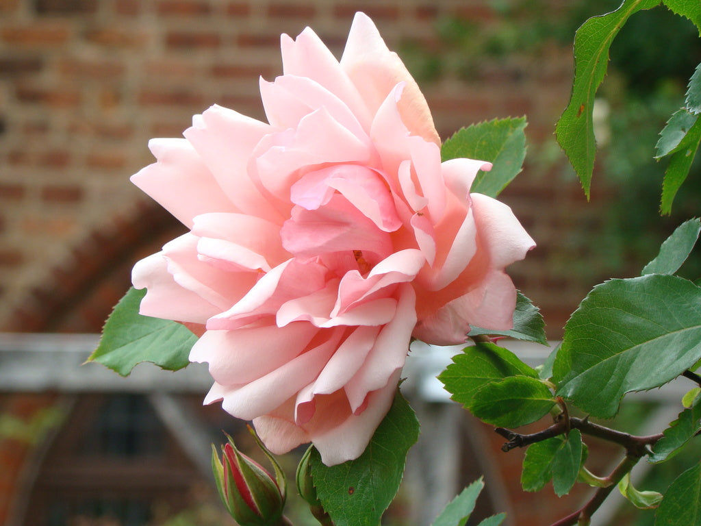 Skötselråd för trädgården och jordgubbslandet: bind upp klätterrosor, ansa rosor, rensa ogräs, bekämpa liljebaggar/mördarsniglar, ta bort revor, bevattning, täck med halm och gräsklipp.