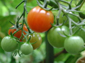 Kinesisk tomat ‘Mei Wei’ – tomatsort i släktet Solanum (Solanaceae) för dig som vill så tomatfrön, förkultivera och odla tomater i växthus eller på friland; tjuvning och gödning för bättre skörd.