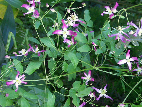 Klematis på spaljé i trädgård – storblommig klätterväxt planterad i väldränerad, mullrik jord med marktäckning; rätt plantering, beskärning, vattning och gödsling ger rik blomning i sol/halvskugga.
