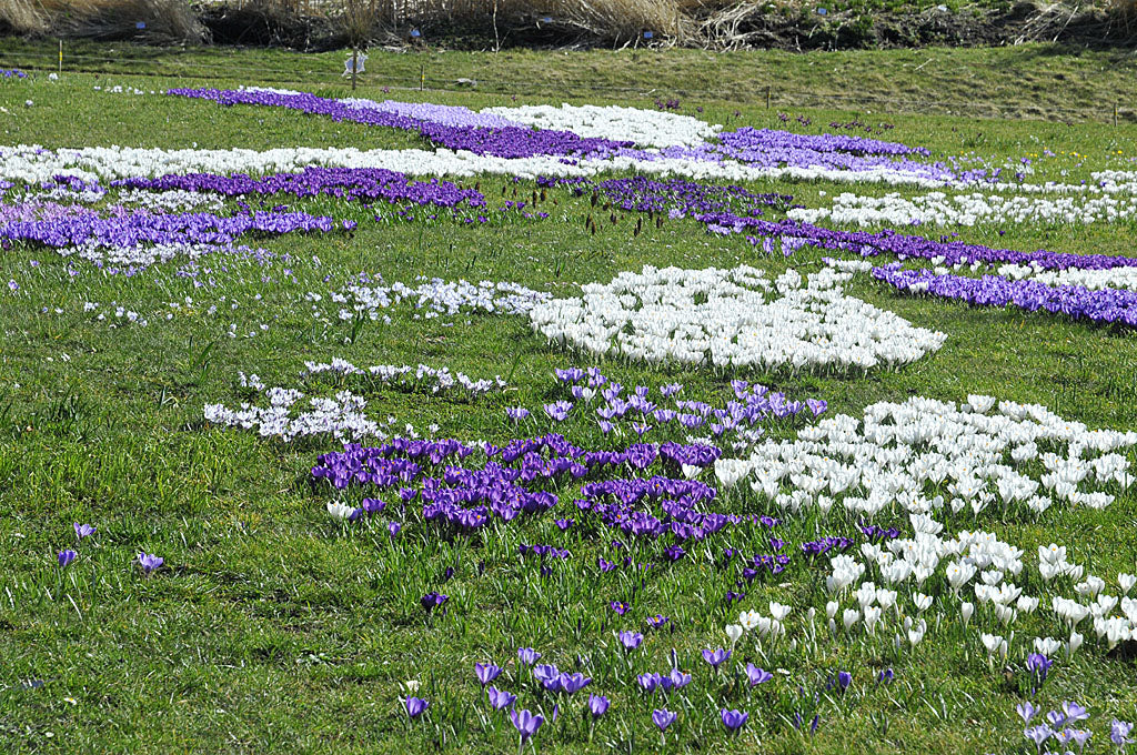 Krokus i massor i gräsmattan – plantering av vårlökar i gräsmatta med krokus, blåstjärnor, våriris och Balkansippa för tidig vårblomning; höstplantering, naturlisering och skötsel före gräsklippning.