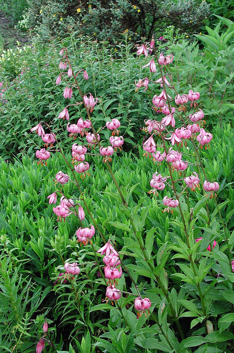 Krollilja (Lilium martagon) i svensk trädgård – härdig skugglilja/turbanlilja i halvskugga; odling, skötsel och egenskaper för martagonliljor i nordiskt klimat.