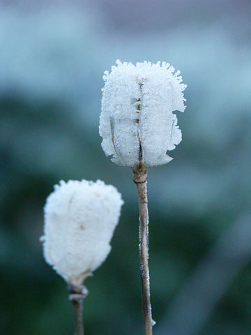 Krollilja fröställning täckt av frost – naturmetoden för kylbehandling/stratifiering av frön (vinterståndare) inför kallsådd; 0–4°C ger bättre groning utan att frysa fröna.