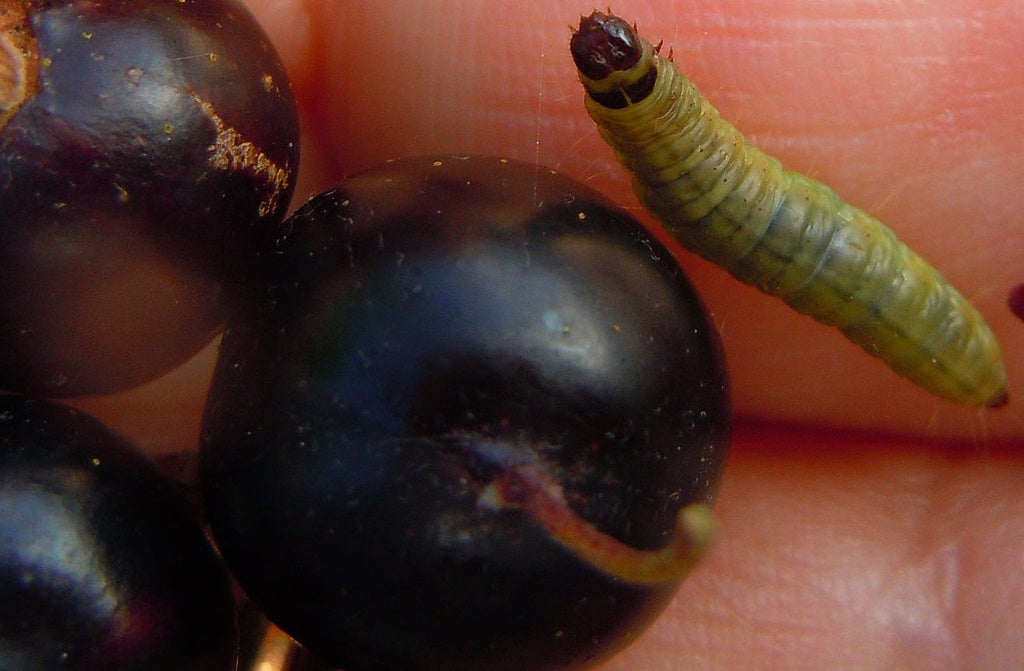 Krusbärsmott (Zophodia grossulariella) – skadegörare i bärbuskar: grön larv med svart huvud på krusbärs- och vinbärsbuskar, spindelvävsliknande trådar och ihopsnörpta klasar; tecken på angrepp och bekämpning.
