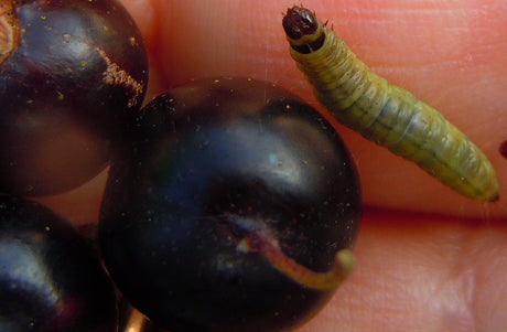 Krusbärsmott (Zophodia grossulariella) – skadegörare i bärbuskar: grön larv med svart huvud på krusbärs- och vinbärsbuskar, spindelvävsliknande trådar och ihopsnörpta klasar; tecken på angrepp och bekämpning.