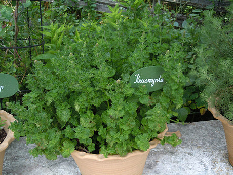 Krusmyntagården herb garden on Gotland, organic monastery-inspired geometric beds above the sea, buzzing with bees and butterflies near Visby.