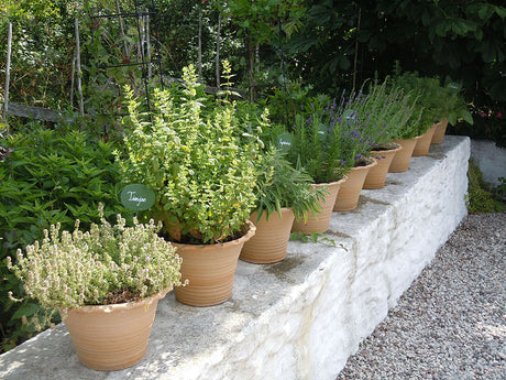 Krukrad med kryddor på balkong – örter i ampel och kruka (basilika, mynta, oregano, persilja, gräslök, koriander, dill) med bra dränering (lecakulor), näringsrik planteringsjord och ekologiskt gödsel i soligt läge för frodig balkongodling.