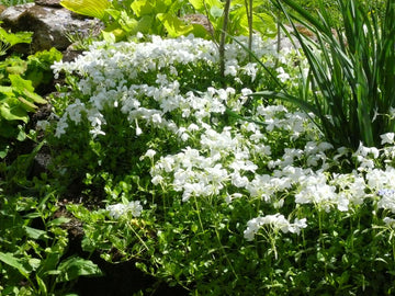 Krypflox (Phlox stolonifera), rödblommande, stolonbildande marktäckare; riklig maj–juni-blomning, härdig och lättodlad i halvskugga–skugga under lövträd. Årets Perenn 2017.