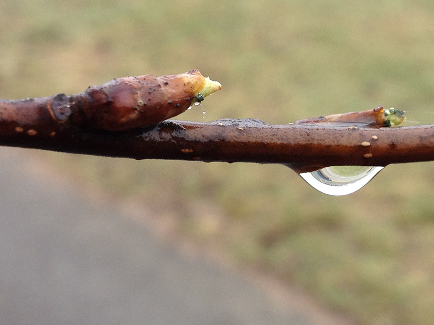 Låttas Tyck & Tänk – trädgårdskrönika våren 2013: väntan på våren i trädgårdslivets karga tid, vattendroppe av hopp bland vintergäck, ogräs, påskliljor och nyckelpiga.
