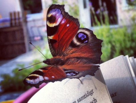 Fjärilshörna i Låttas radhusträdgård med fjärilsholk, biholk för solitärbin och plats för igelkott; lundsnäckor, fjärilar och fåglar i blommande syrenbuddleja, kantnepeta och jätteverbena