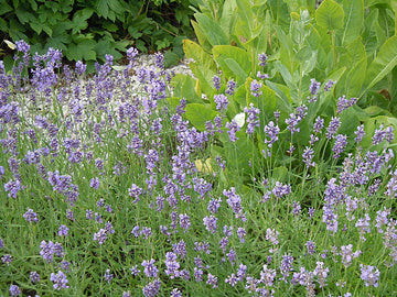 Lavendelhäck av engelsk lavendel (Lavandula angustifolia) i solig trädgård, odlad i väldränerad sandblandad kalkrik jord; blå blommor som lockar fjärilar och bin, formklippt genom beskärning – hållbar perenn för rabatt och kruka.