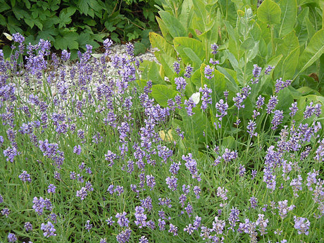 Lavendelhäck av engelsk lavendel (Lavandula angustifolia) i solig trädgård, odlad i väldränerad sandblandad kalkrik jord; blå blommor som lockar fjärilar och bin, formklippt genom beskärning – hållbar perenn för rabatt och kruka.