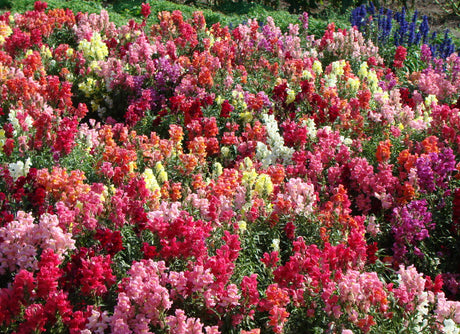 Lejongap i blom – övervintrande lejongap, frösådd och tåliga sorter för nordiskt klimat, trädgårdslivet fortsätter på Odlas forum