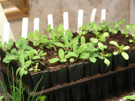 Root-trainer för förodling: Lena Boströms sådd i djupa smala celler fyllda med såjord, som ger kraftiga rotsystem och enkel omskolning; alternativ till sålåda och pluggbox.