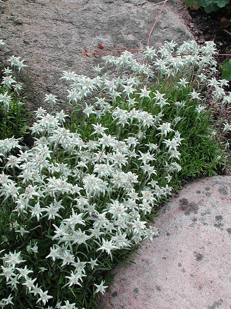 Kuddedelweiss (Leontopodium souliei) – mattbildande alpväxt med silvriga, smala blomställningar för stenparti i kalkhaltig, väldränerad jord; låg, tålig marktäckare som blommar juni–juli.