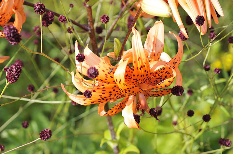 Fylldblommig tigerlilja 'Flore Pleno' – Lilium lancifolium (tidigare Lilium tigrinum) – orange, prickiga och tillbakaböjda tepaler; lättskött prydnadsväxt för sol–halvskugga i trädgård.