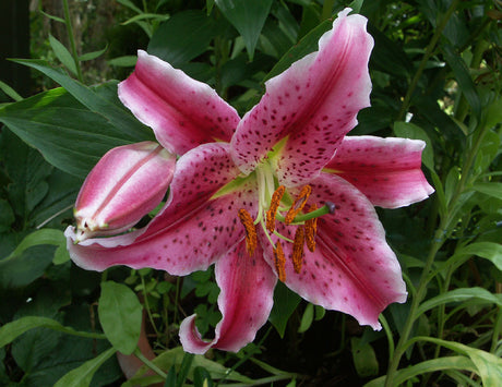 Orientalisk lilja Lilium 'Stargazer' (Star Gazer) i full blom – stor, stjärnformad och intensivt doftande rosa-vit blomma med prickar; en orientalisk hybrid bland liljor, populär som snittblomma och odlad i kruka eller på friland i Sverige.