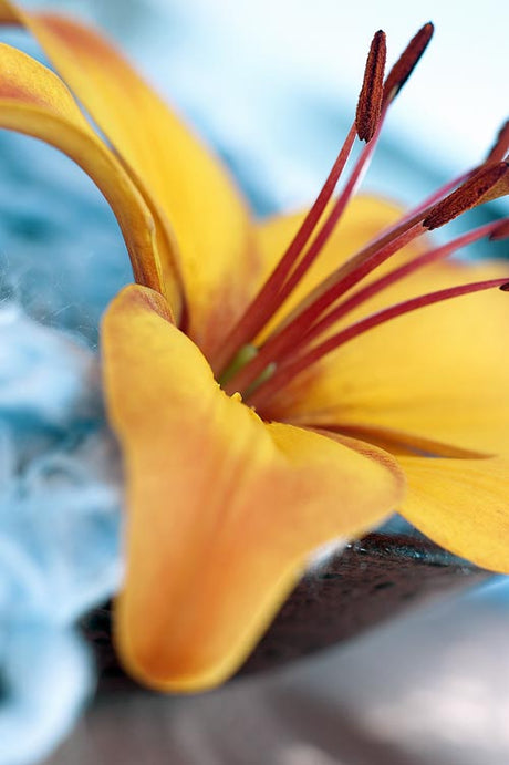 Liljor i kruka på balkong – asiatiska, orientaliska och LA-hybrider för vår och sommar; plantering och skötselråd för hållbar blomning.