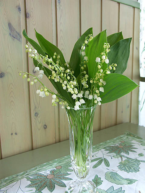 Liljekonvaljbukett plockad i maj – doftande vårblommor från trädgården, en vacker snittblomma att njuta av när trädgården vaknar.