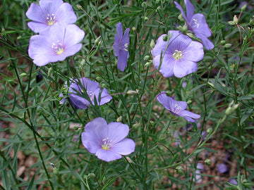 Berglin (Linum perenne) – detalj av ljusblå blommor och smala, barrlika blad i stenparti; lättskött, torktålig perenn för full sol och väldränerad jord.