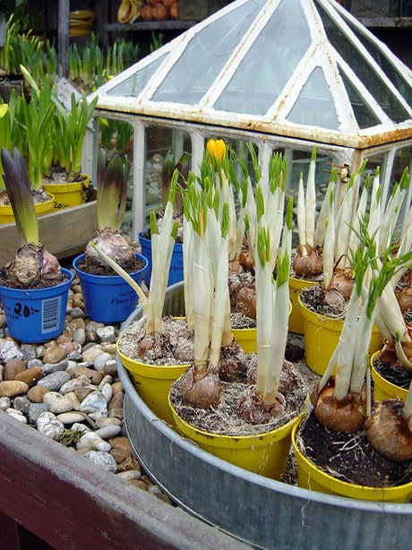 Early spring uterum (enclosed patio/sunroom) with spring bulbs: hyacinth, crocus, grape hyacinth/pärlhyacint and daffodil/påsklilja, thriving in a glazed balcony with pelargoniums.
