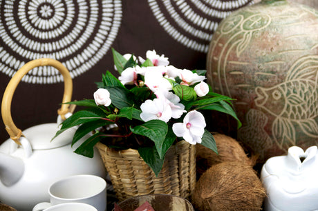 Lyckliga Lotta (Impatiens hawkeri), livfull balsamin i kruka med stora platta blommor i klara färger och glansiga blad – vårkänsla, perfekt på fönsterbrädan eller i balkonglåda; trivs i halvskugga och med riklig vattning.