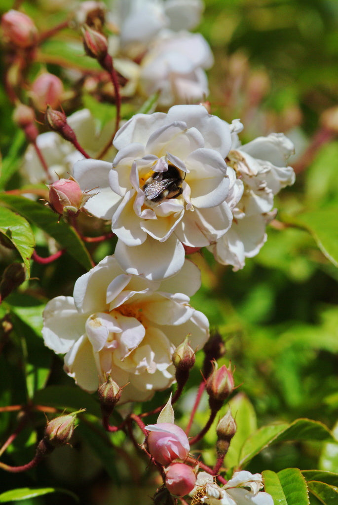 Honungsros ’Lykkefund’ – nästan taggfri klätterros med vita, halvfyllda och doftande blommor; rikblommig, vinterhärdig och torktålig, trivs i sol till halvskugga och odlas även i kärvt klimat.