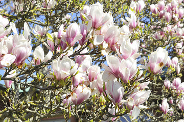 Magnolia i full vårblomning med stora blommor och blanka blad – prydnadsträd härdiga i Sverige (zon 4–5); dekorativa röda fröställningar på hösten. Planteras i väldränerad, svagt sur rhododendronjord i soligt läge.