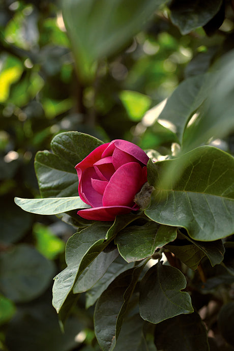 Magnolia 'Black Tulip' – mörkt purpurröda, nästan svarta tulpanformade blommor; BoGrönts nyhet för trädgården, smalt upprätt växtsätt, härdig zon 2–3, soligt läge i väldränerad jord
