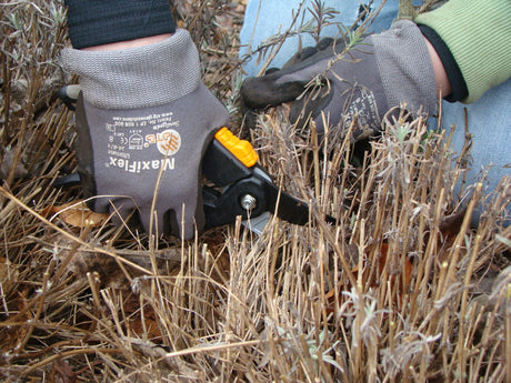 Maja beskär lavendel i mars–april med häcksax: klipp ner en tredjedel för rund form, tät buske och rik, frodig blomning.