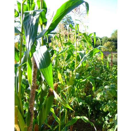 Sockermajs (Zea mays var. saccharata, Poaceae) med gula kolvar – odling: varm sandblandad mulljord, sådd i maj/förkultivering, samodlas med bönor; skörd aug–sep; god kokt eller grillad.