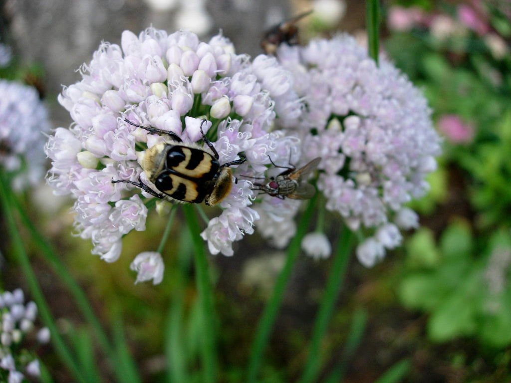 Marie Olausson, Trädgård Norr – inspiration för odling i Norrland, växtzon 5–8: perenner och robusta växtval för kallt klimat, kort växtsäsong och ljusa sommarnätter.