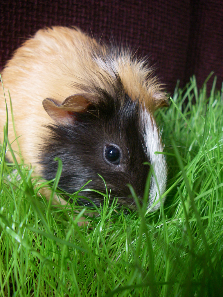 Marsvin i hemmet som betar på odlad gräsmatta i plastlåda bland krukväxter – inomhusodling för trädgårdskänsla och utomhuskänsla inne.