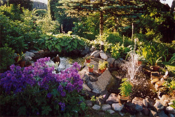 Sommarkänsla i grönskande trädgård med stenläggning, fågelbad och damm, omgiven av Funkior, Aklejor, rosor, Rhododendron och enar – lummig svensk sommarträdgård.