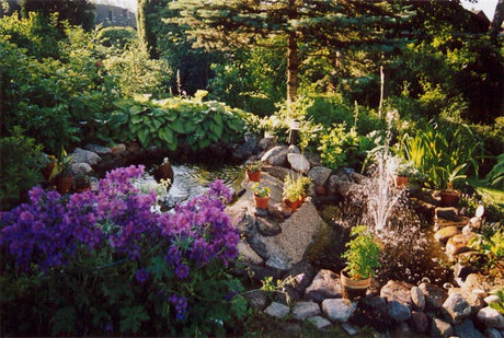 Sommarkänsla i grönskande trädgård med stenläggning, fågelbad och damm, omgiven av Funkior, Aklejor, rosor, Rhododendron och enar – lummig svensk sommarträdgård.