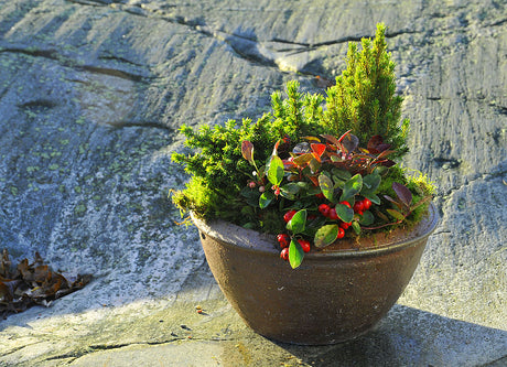 Minigranar med vaktelbär i vinterkruka, dekorerad med mossa – vintergrönt, hållbart arrangemang för entrén som kan planteras ut i trädgården på våren.