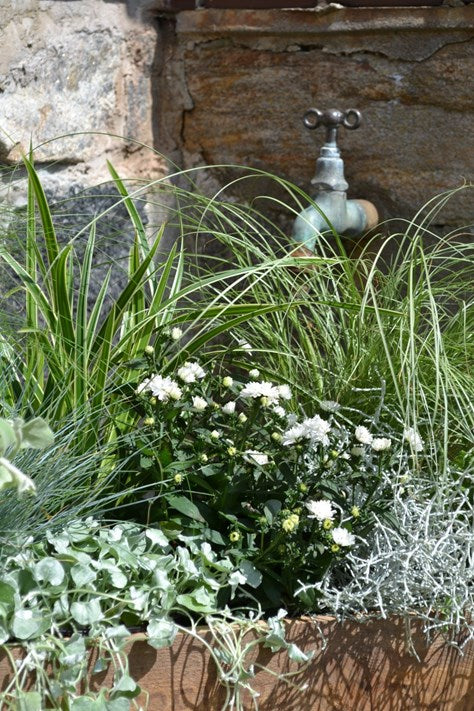 Mix av prydnadsgräs och sommarblommor – sommaraster (Callistephus chinensis) i augusti; färgrik bukett/plantering i kruka och rabatt som ger struktur, rörelse och höstfägring i trädgård eller på balkong.