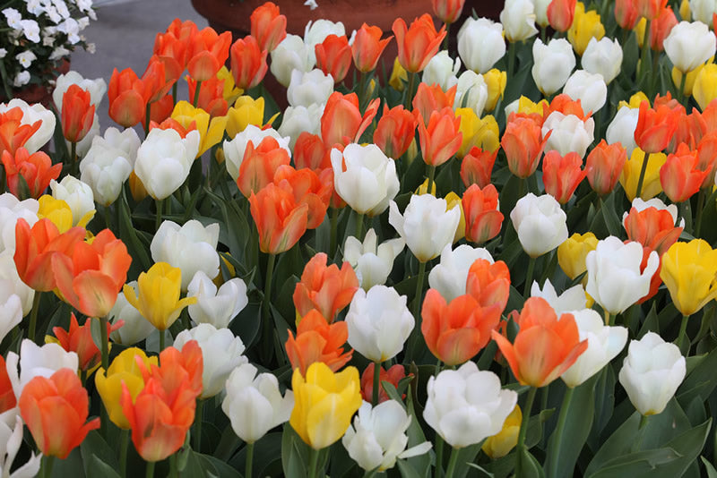 Mixade tulpaner i vitt, gult och orange – Tulpan (Tulipa), vårens älskade budbärare. Vårplantering med senblommande sorter; Inspirations Orange, White & Yellow från Odla.nu.