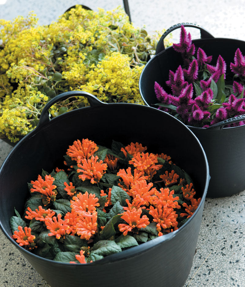 Somrig mobil trädgård med Kalanchoe blossfeldiana, Hibiscus, Celosia, Saintpaulia och minirosor i korg och zinkbalja – lättskötta, långblommande växter för ute och inne.