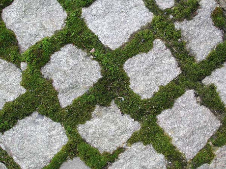 Så skyndar du på mossans etablering: mossa på sten och i krukor, odla mossmatta i sur, skuggig och fuktig miljö med mossvälling (filmjölk, öl, äggvita) och regnvatten.