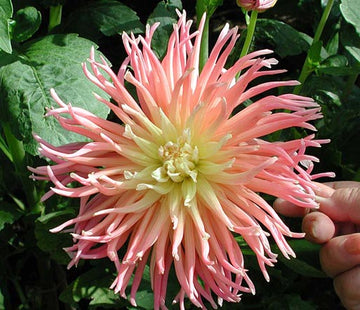 Dahlia ‘Mrs Clemens Andries’ i full blom – resultat av förkultivering av dahliaknölar i näringsrik, väldränerad planteringsjord; toppad, avhärdad och utplanterad med regelbunden gödsling.