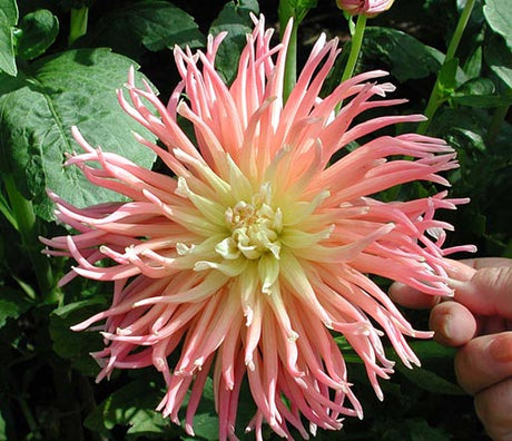 Dahlia ‘Mrs Clemens Andries’ i full blom – resultat av förkultivering av dahliaknölar i näringsrik, väldränerad planteringsjord; toppad, avhärdad och utplanterad med regelbunden gödsling.