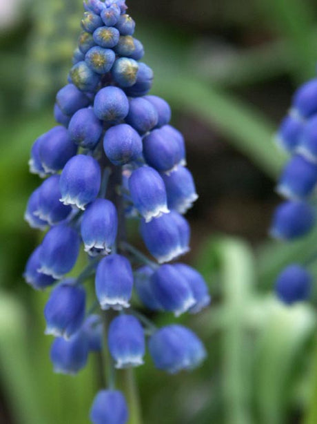 Armenisk pärlhyacint Muscari armeniacum 'Saffier' – intensivt blå vårblommande lökväxt med vit kant, populär i svenska trädgårdar, härdig till zon 6 och tidig nektarkälla.