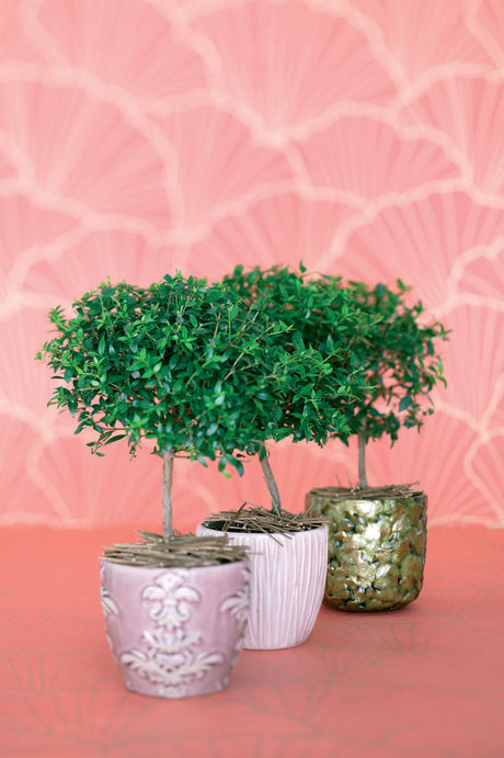 Myrten (Myrtus communis) som krukväxt med tätt, djupgrönt bladverk och vita doftande blommor, formklippad, kräver jämnt fuktig jord och frostfri övervintring, ideal för balkong, uteplats och trädgård